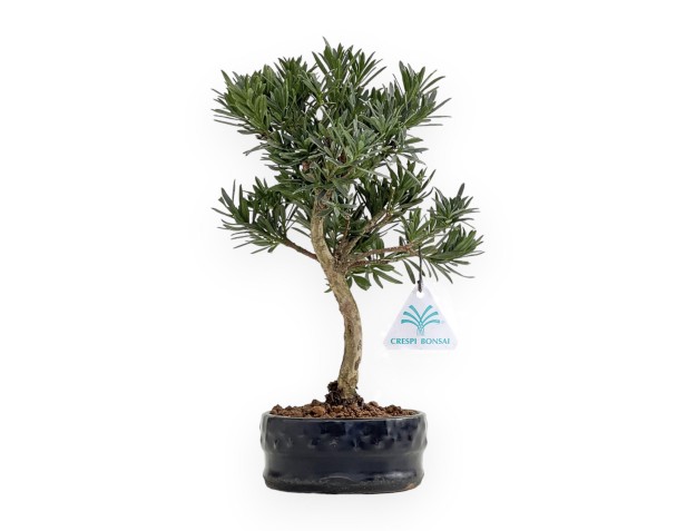Podocarpus Macrophylla - 29 cm