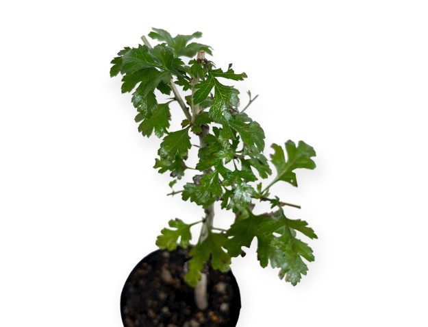 Crataegus monogyna - Hawthorn - 33 cm 2