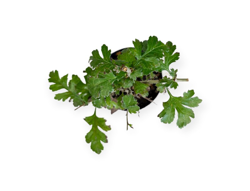 Crataegus monogyna - Hawthorn - 33 cm