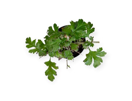 Crataegus monogyna - Aubépine - 33 cm