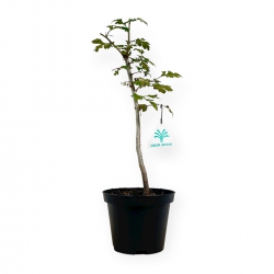 Crataegus monogyna - Biancospino - 33 cm