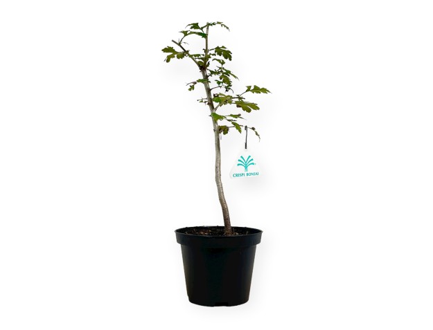 Crataegus monogyna - Hawthorn - 33 cm