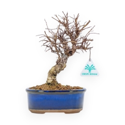 Ulmus Parviflora - Elm - 24 cm