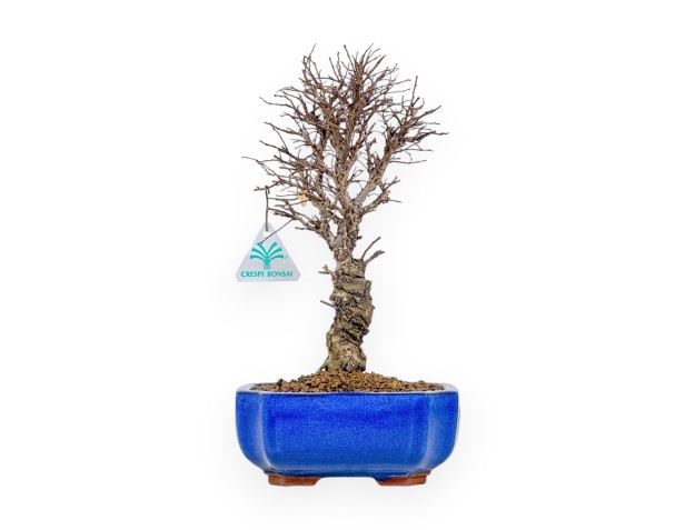 Ulmus Parviflora - Olme - 31 cm