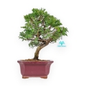 Juniperus Chinensis Itoigawa - Genévrier - 34 cm