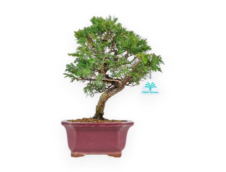 Juniperus Chinensis Itoigawa - Jeneverbes - 34 cm