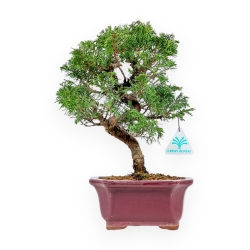 Juniperus Chinensis Itoigawa - Genévrier - 34 cm