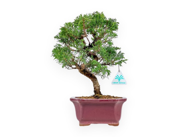 Juniperus Chinensis Itoigawa - Jeneverbes - 34 cm