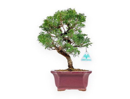 Juniperus Chinensis Itoigawa - Jeneverbes - 34 cm