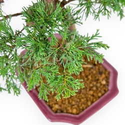 Juniperus Chinensis Itoigawa - Genévrier - 34 cm
