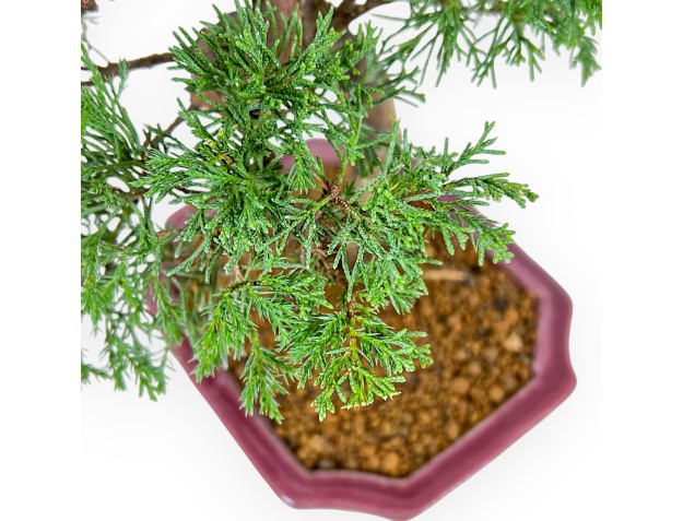 Juniperus Chinensis Itoigawa - Juniper - 34 cm 2
