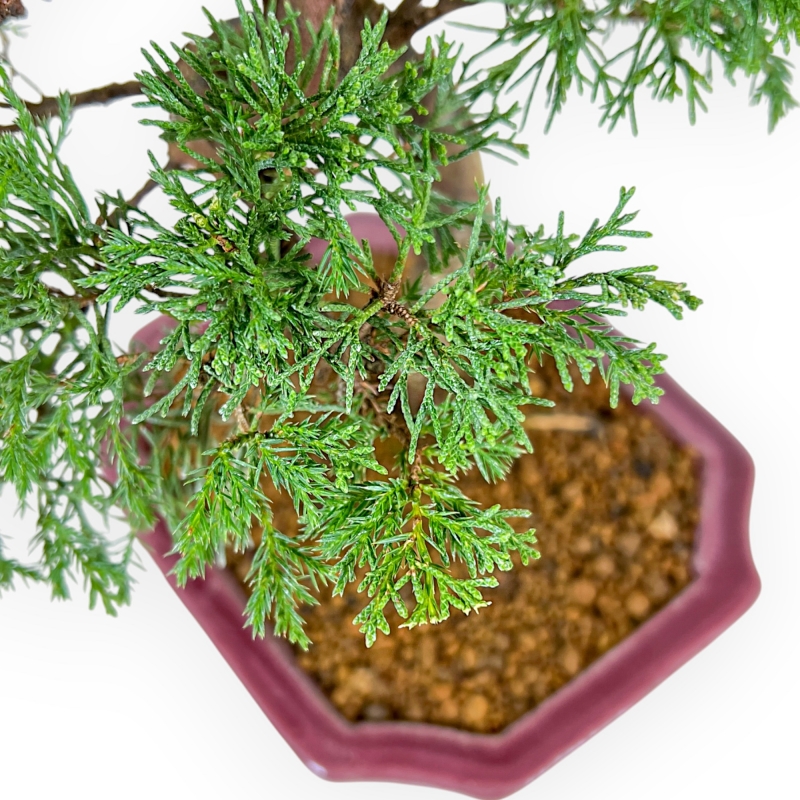 Juniperus Chinensis Itoigawa - Genévrier - 34 cm
