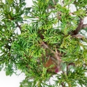 Juniperus Chinensis Itoigawa - Wacholder - 34 cm