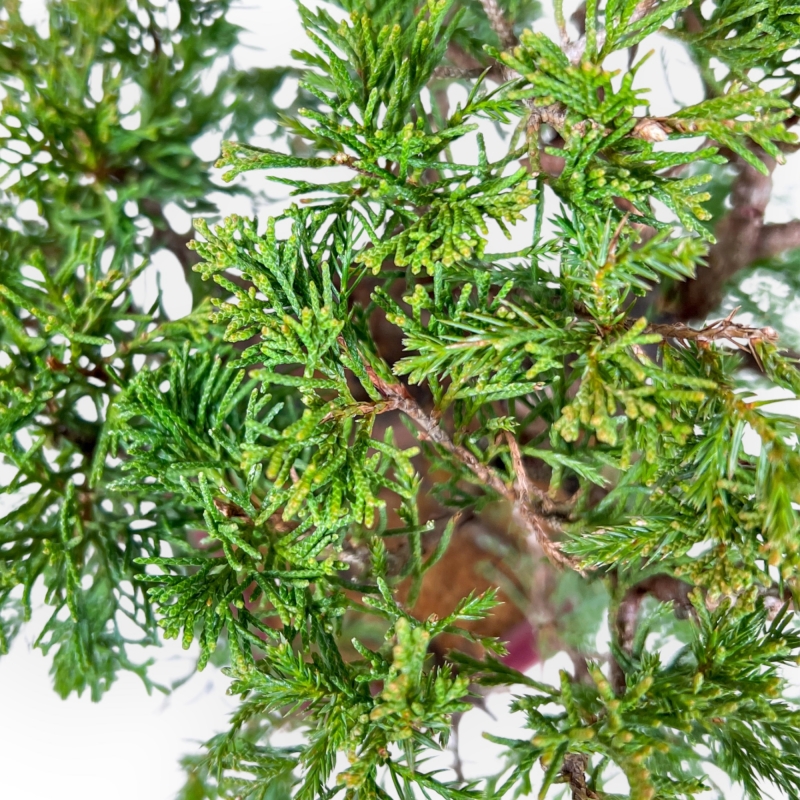 Juniperus Chinensis Itoigawa - Genévrier - 34 cm