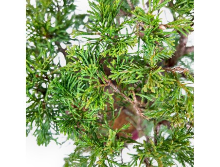 Juniperus Chinensis Itoigawa - Genévrier - 34 cm