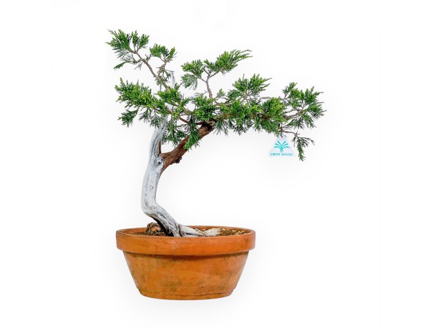 Juniperus Sabina - Wacholder - 47 cm
