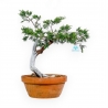 Juniperus Sabina - Genévrier - 47 cm