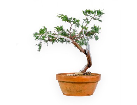 Juniperus Sabina - Enebro - 47 cm