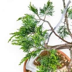 Juniperus Sabina - Genévrier - 47 cm