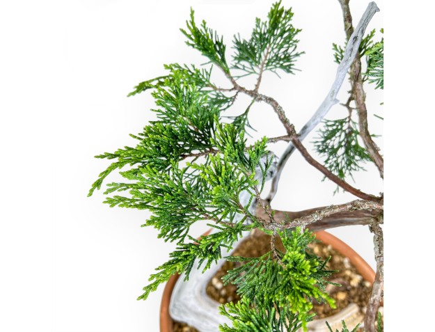 Juniperus Sabina - Wacholder - 47 cm 2