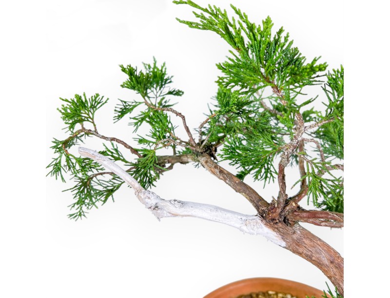 Juniperus Sabina - Enebro - 47 cm