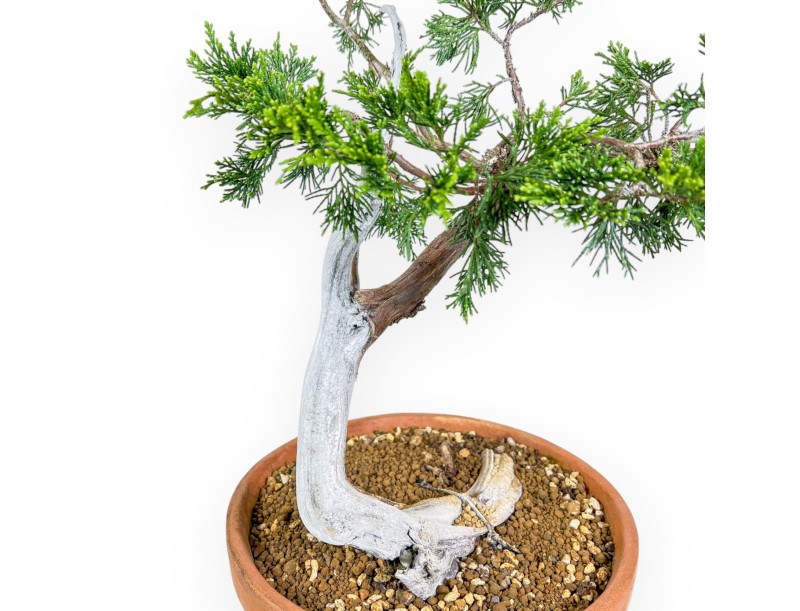 Juniperus Sabina - Enebro - 47 cm