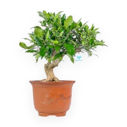 Citrus Limencuat - 53 cm