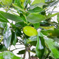 Citrus Limencuat - 53 cm
