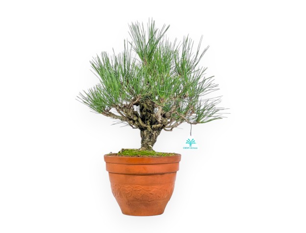 Pinus Thunbergii Corticosa - Pin Noir - 48 cm