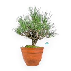 Pinus Thunbergii Corticosa - Pino Nero - 48 cm