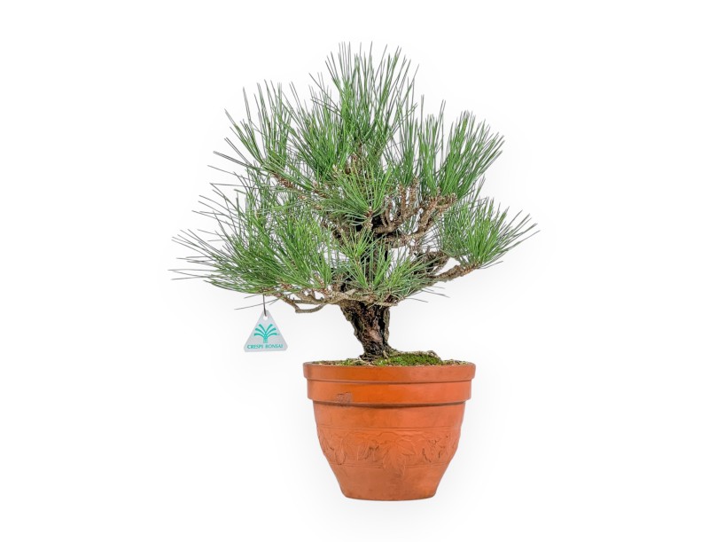 Pinus Thunbergii Corticosa - Schwarz Kiefern - 48 cm