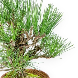 Pinus Thunbergii Corticosa - Pino Nero - 48 cm