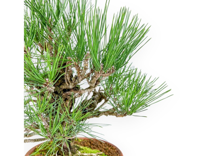 Pinus Thunbergii Corticosa - Schwarz Kiefern - 48 cm