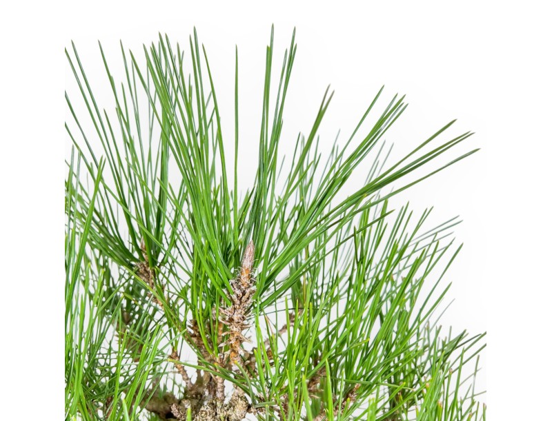 Pinus Thunbergii Corticosa - Pino Negro - 48 cm