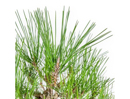 Pinus Thunbergii Corticosa - Pin Noir - 48 cm
