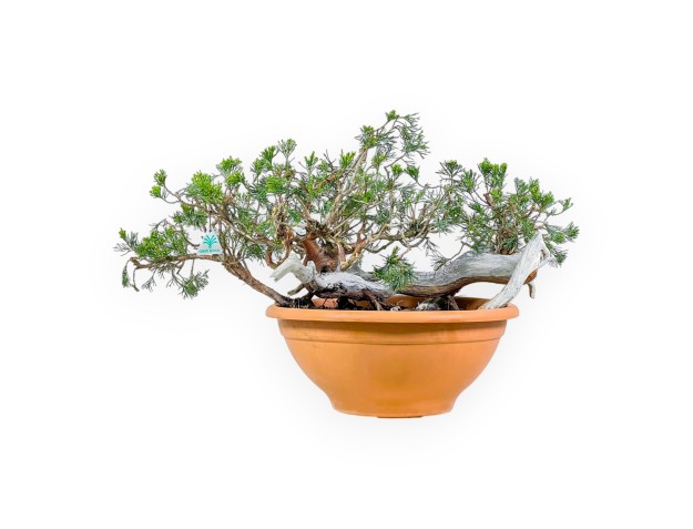 Juniperus Sabina - Genévrier - 45 cm