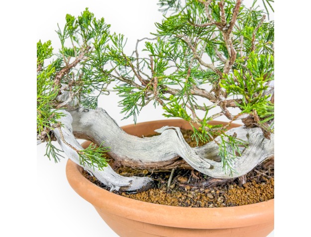 Juniperus Sabina - Enebro - 45 cm 2