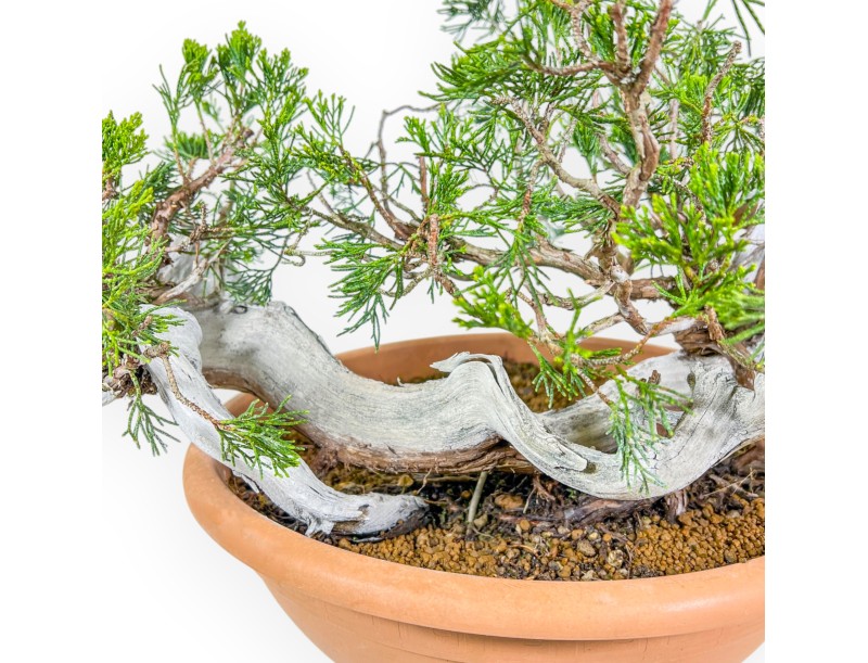 Juniperus Sabina - Enebro - 45 cm
