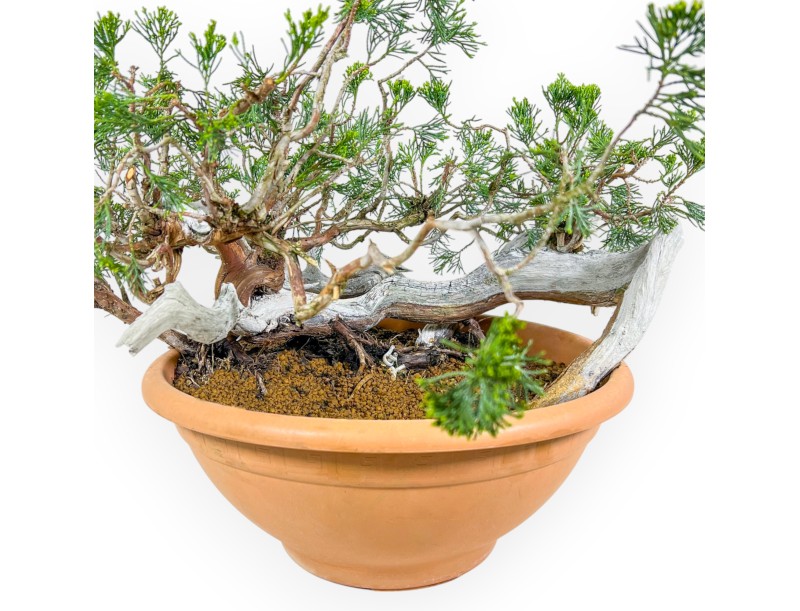 Juniperus Sabina - Enebro - 45 cm