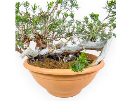Juniperus Sabina - Genévrier - 45 cm