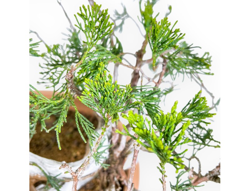 Juniperus Sabina - Genévrier - 45 cm
