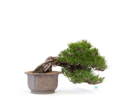Pinus thunbergii - black pine - 22 cm
