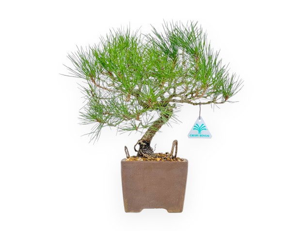 Pinus Thunbergii - Black Pine - 37 cm