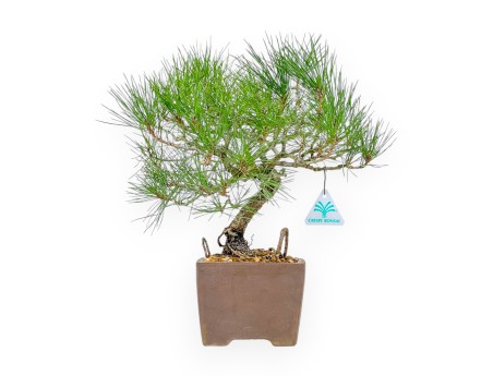 Pinus Thunbergii - Pino Nero - 37 cm