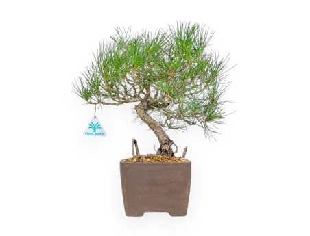 Pinus Thunbergii - Pino Nero - 37 cm