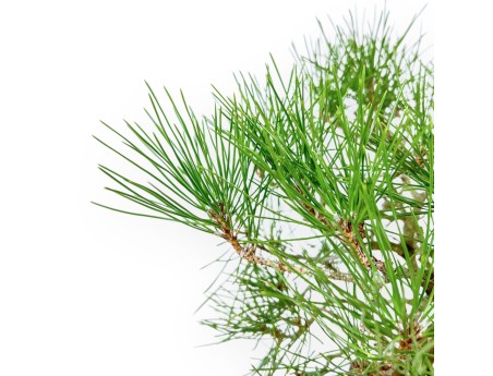 Pinus Thunbergii - Pino Negro - 37 cm