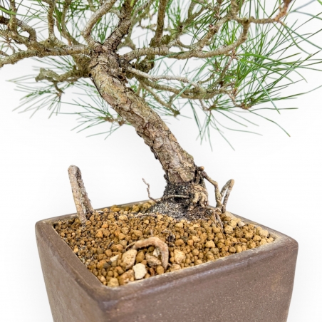 Pinus Thunbergii - Pino Negro - 37 cm