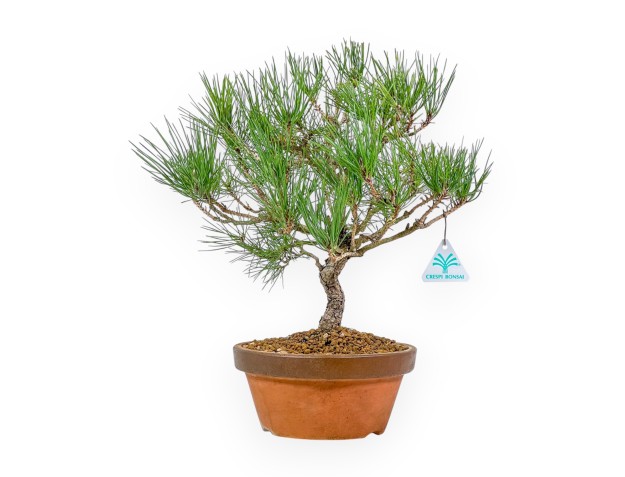 Pinus Thunbergii - Pino Negro - 41 cm