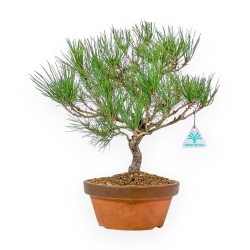 Pinus Thunbergii - Pino Nero - 41 cm