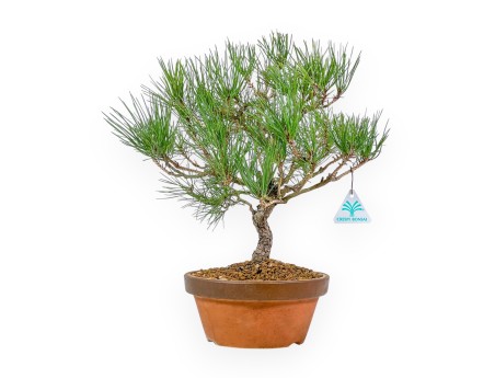 Pinus Thunbergii - Black Pine - 41 cm